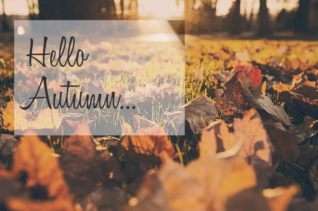 Embrace The Charms Of Autumn With Our 'hello Fall' Wallpaper. Wallpaper