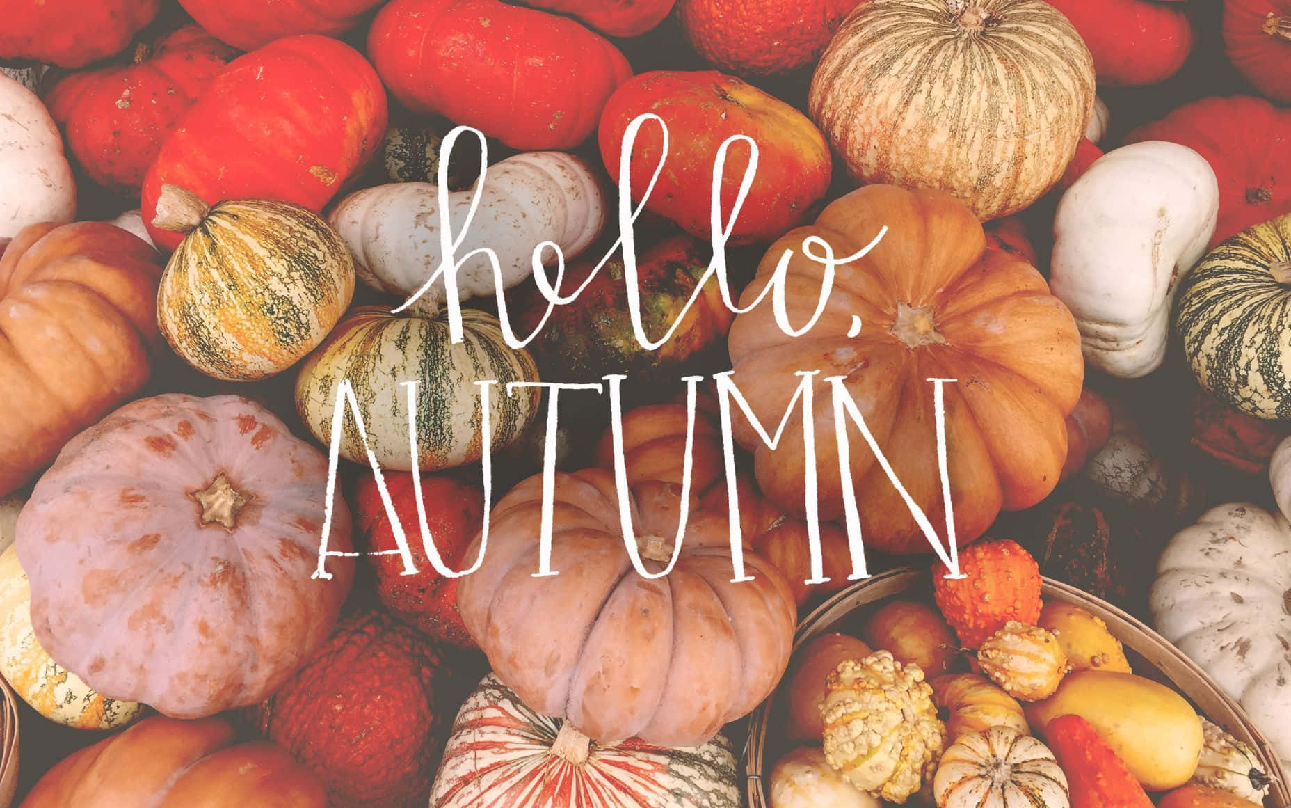 Lad os byde skønheden af efteråret velkommen Wallpaper
