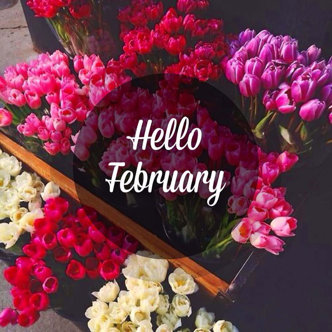 Hello February - A Flower Display With The Words Hello February Wallpaper