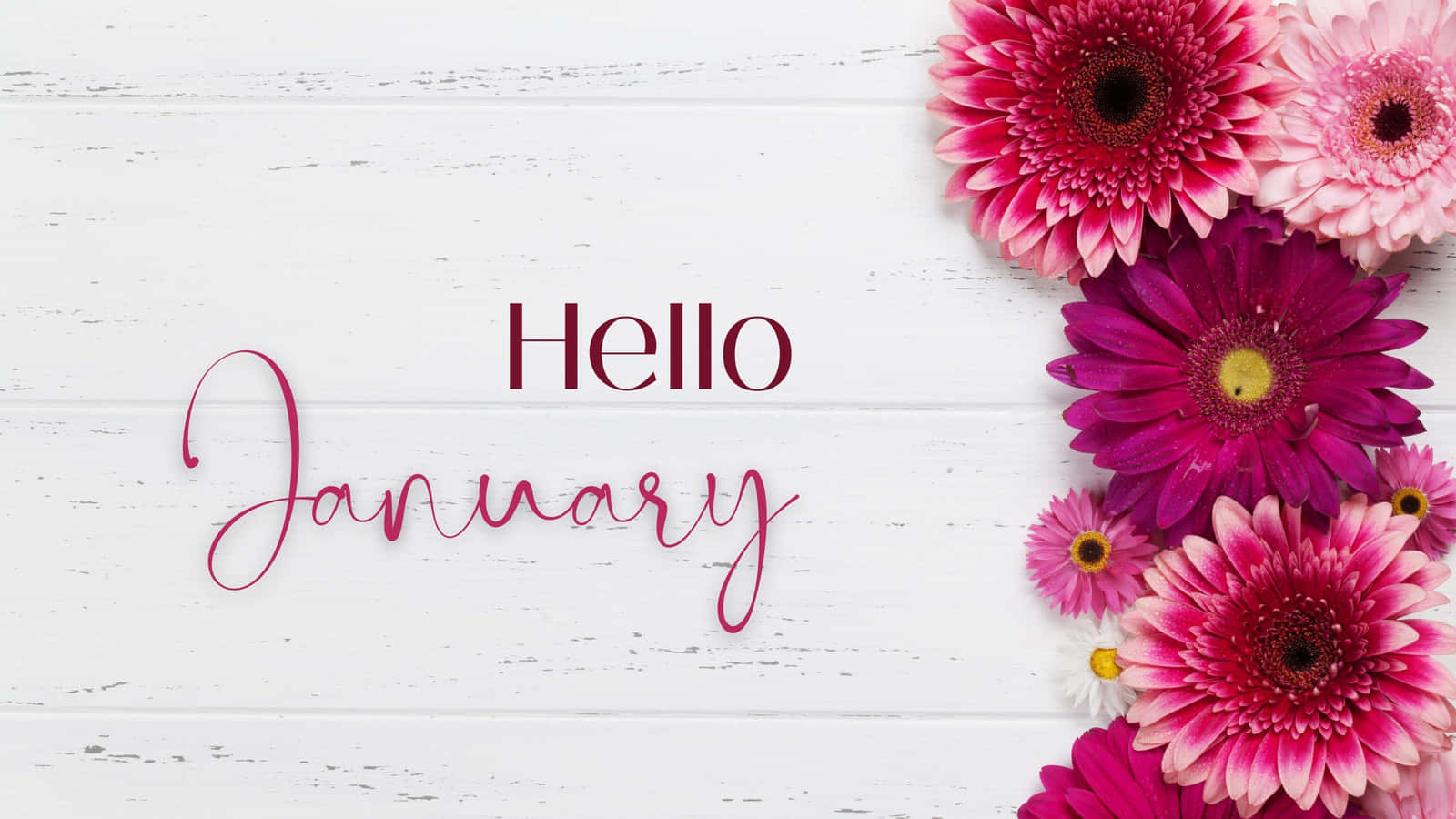Hello January - Pink Flowers On A White Background Wallpaper