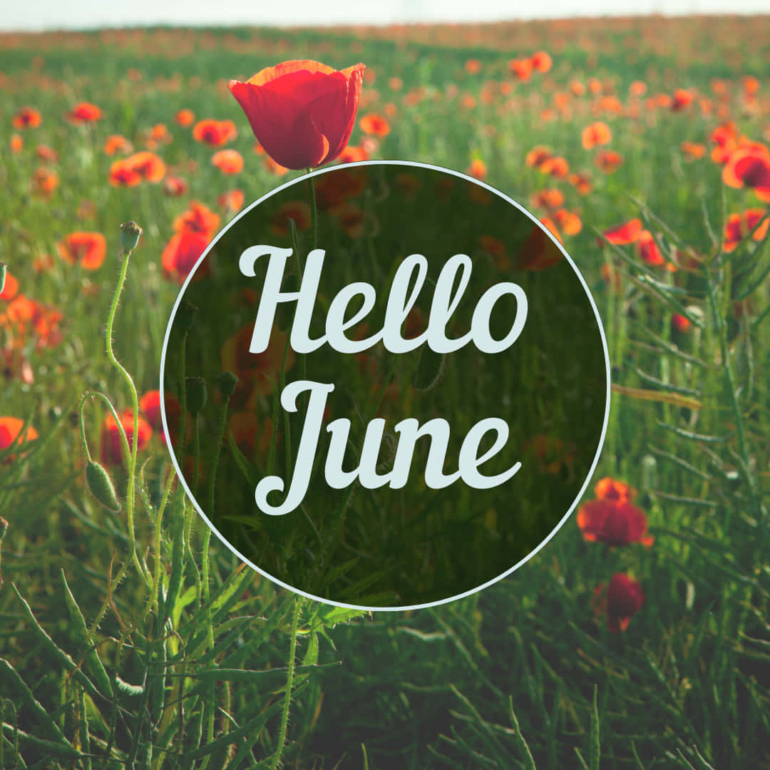 hello june with red poppies in the background Wallpaper