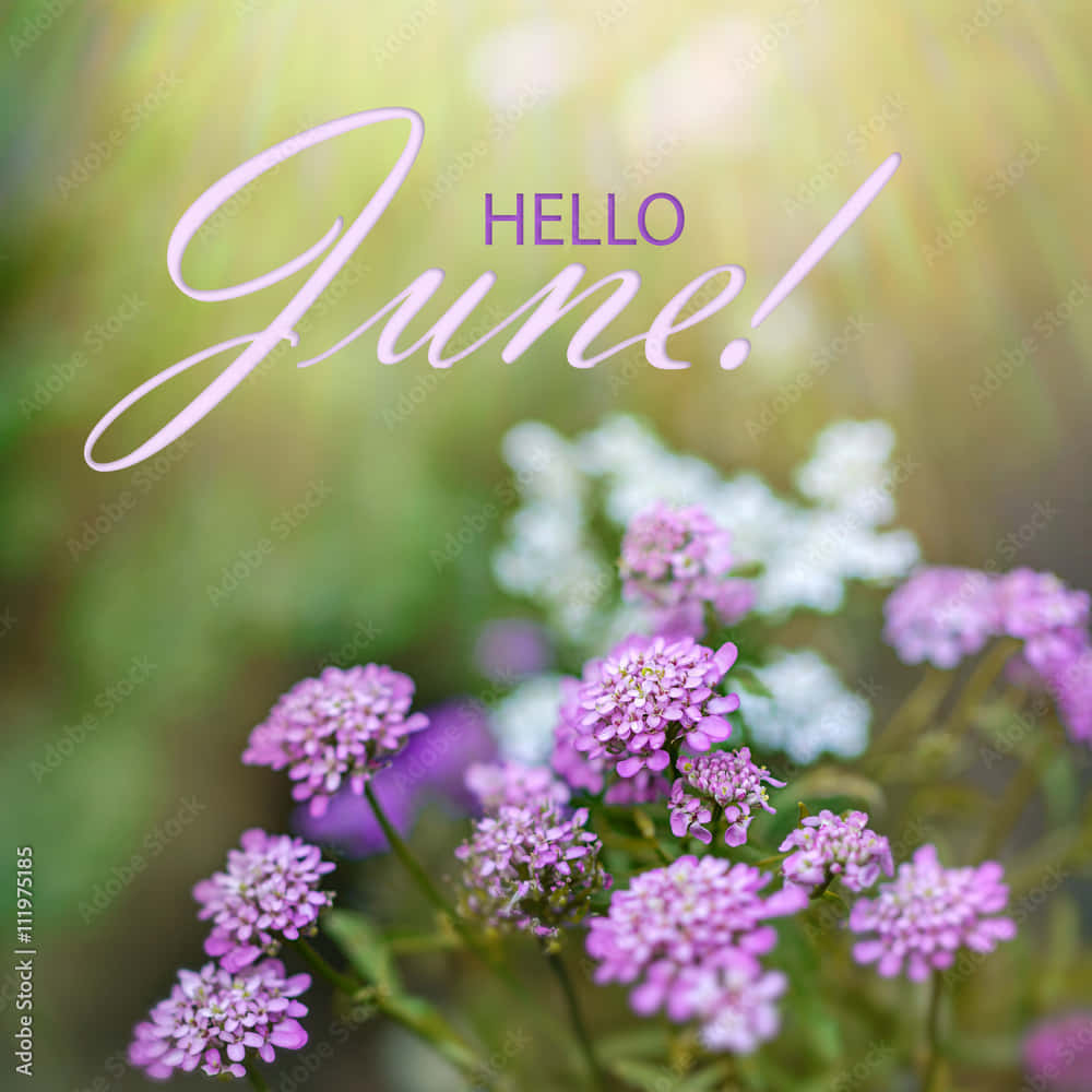 Hej juni hilsen kort med lilla blomster Wallpaper