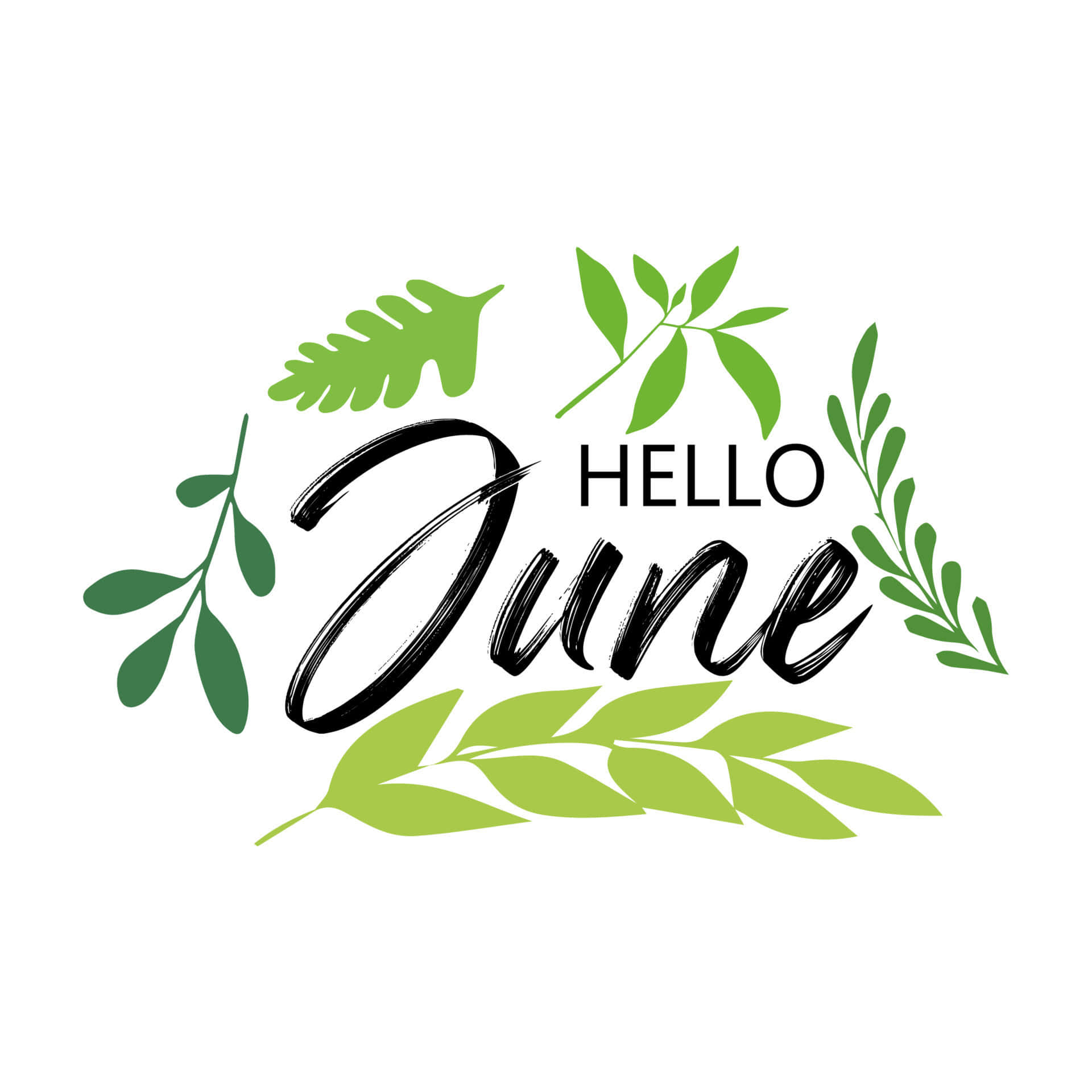 hello june logo with leaves and leaves Wallpaper