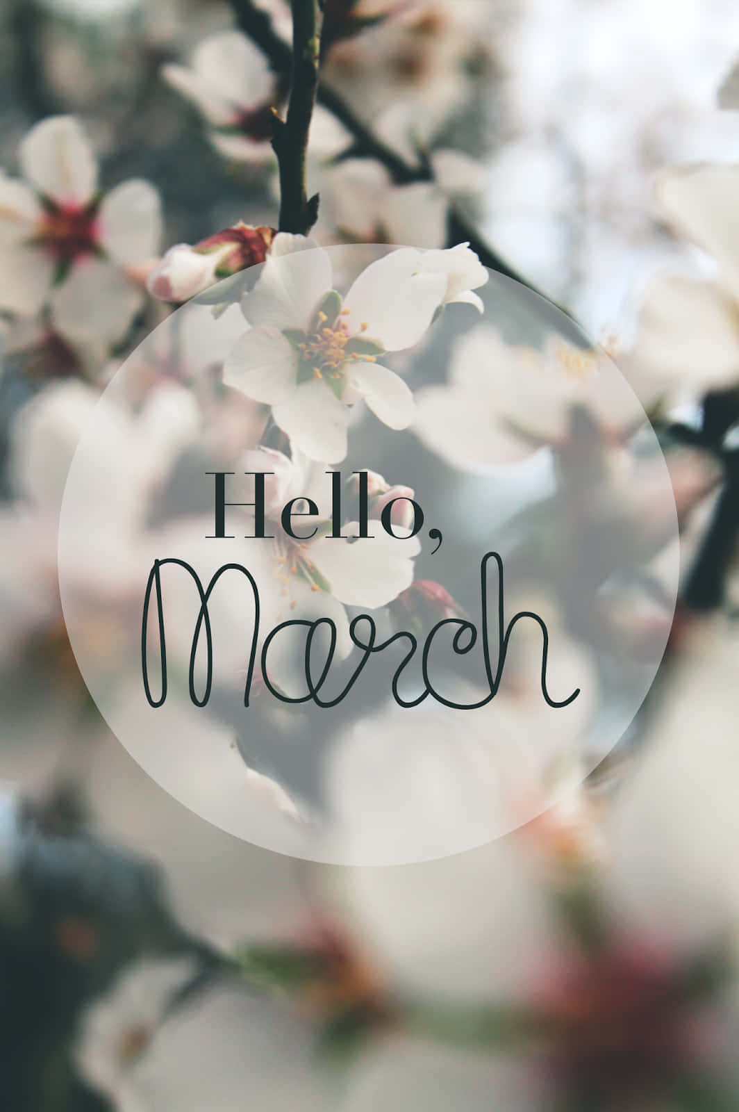 Hello March White Cherry Blossom Flowers Branch Wallpaper