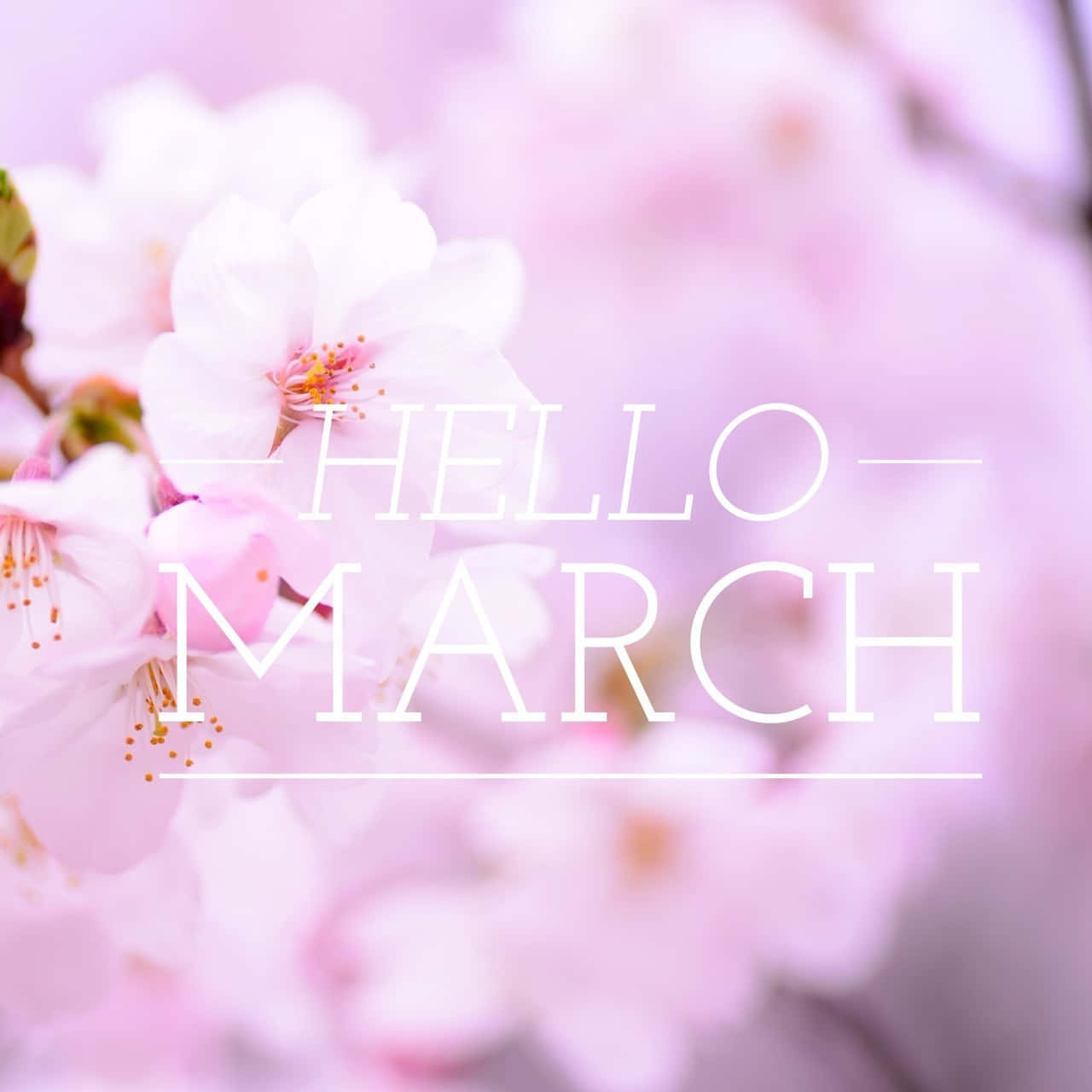 Hello March Cherry Blossom Background Wallpaper