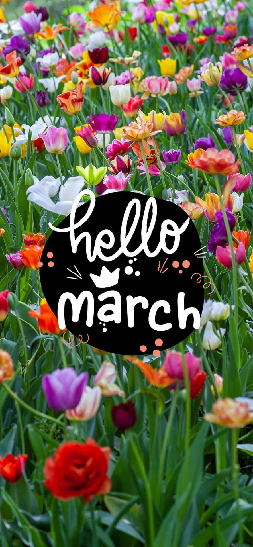 Hello March Tulip Garden Wallpaper