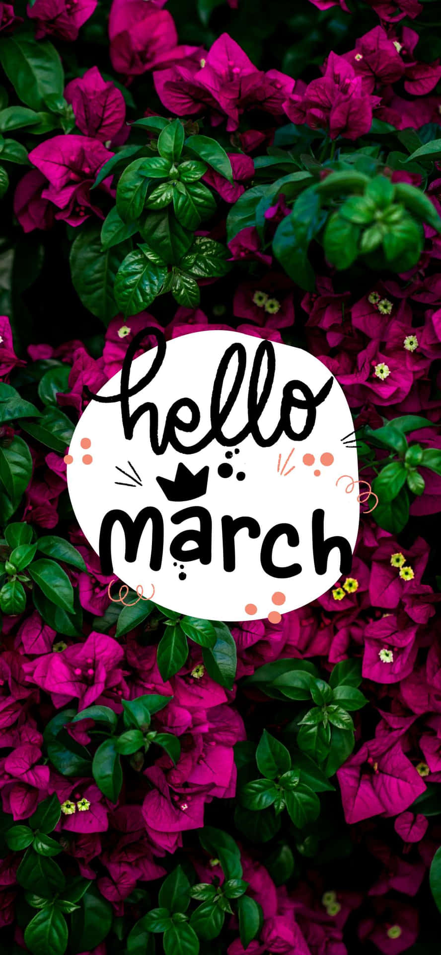 Hello March Bougainvillea Bush With Flowers Wallpaper