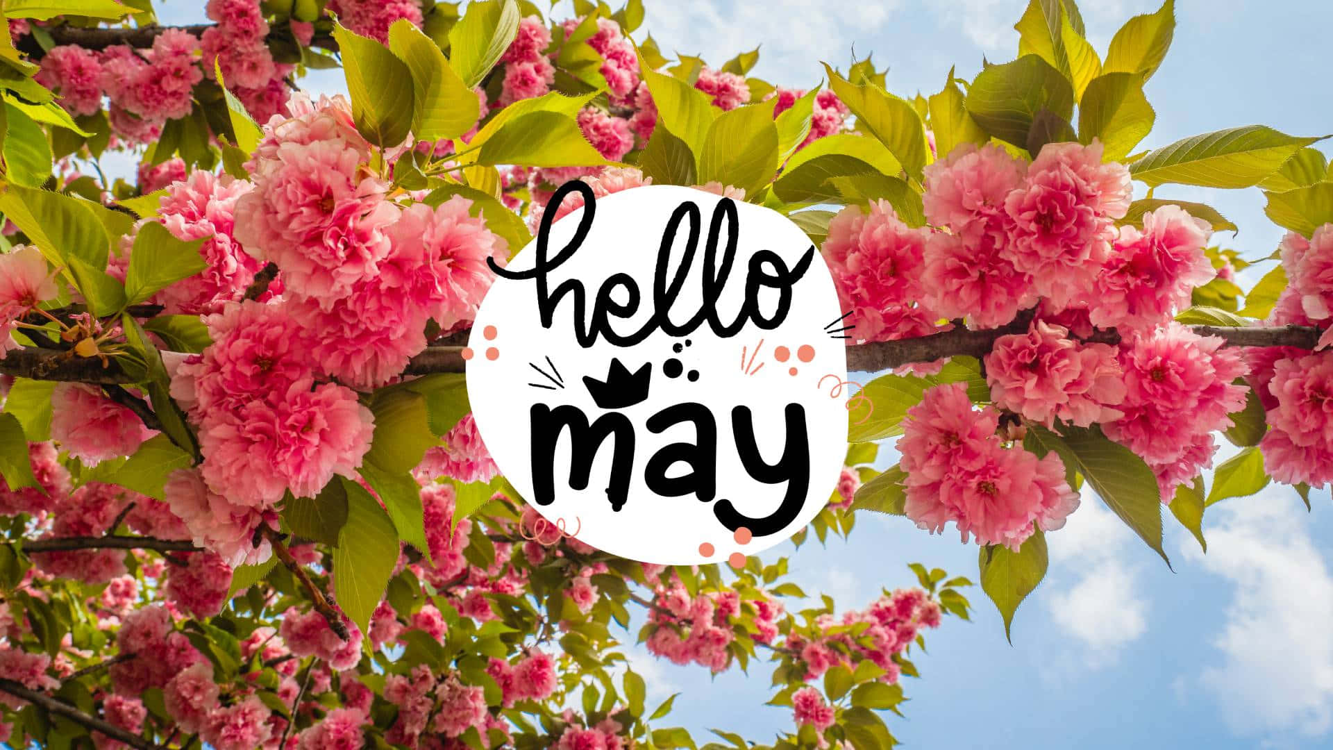 Hello May Blooming Flowers Wallpaper