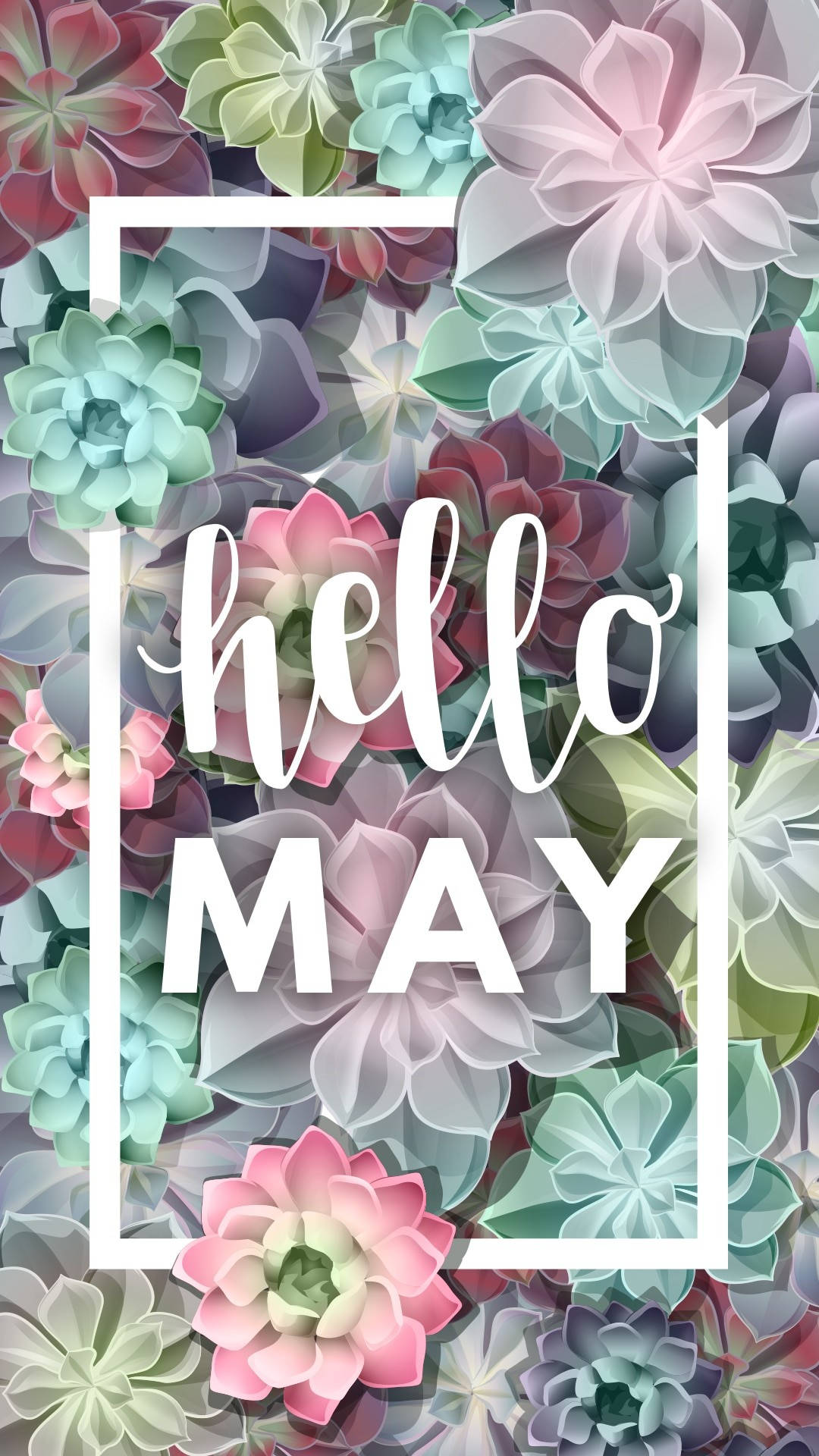Hello May Colorful Succulents Wallpaper