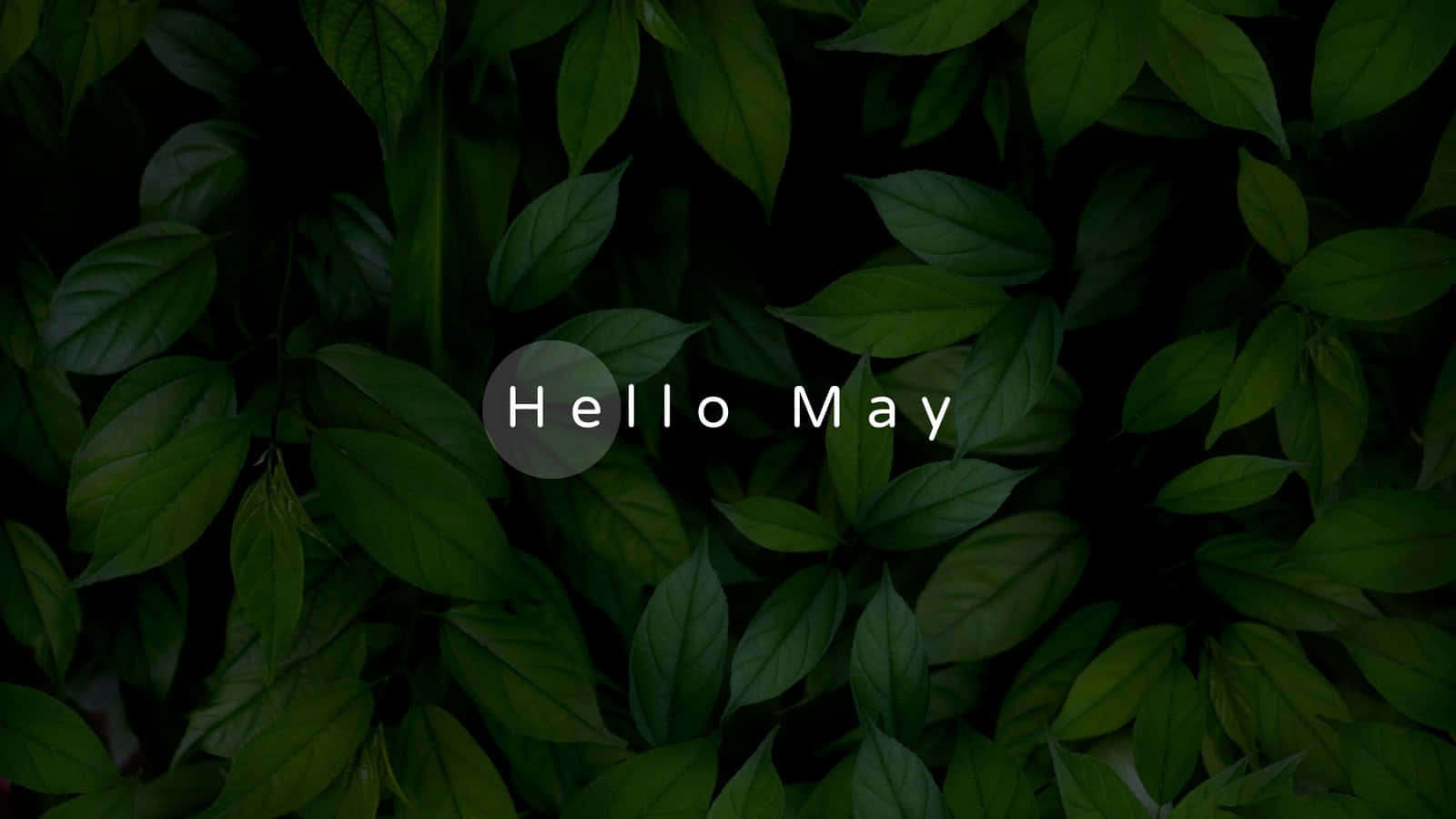 Hello May Green Leaves Background Wallpaper