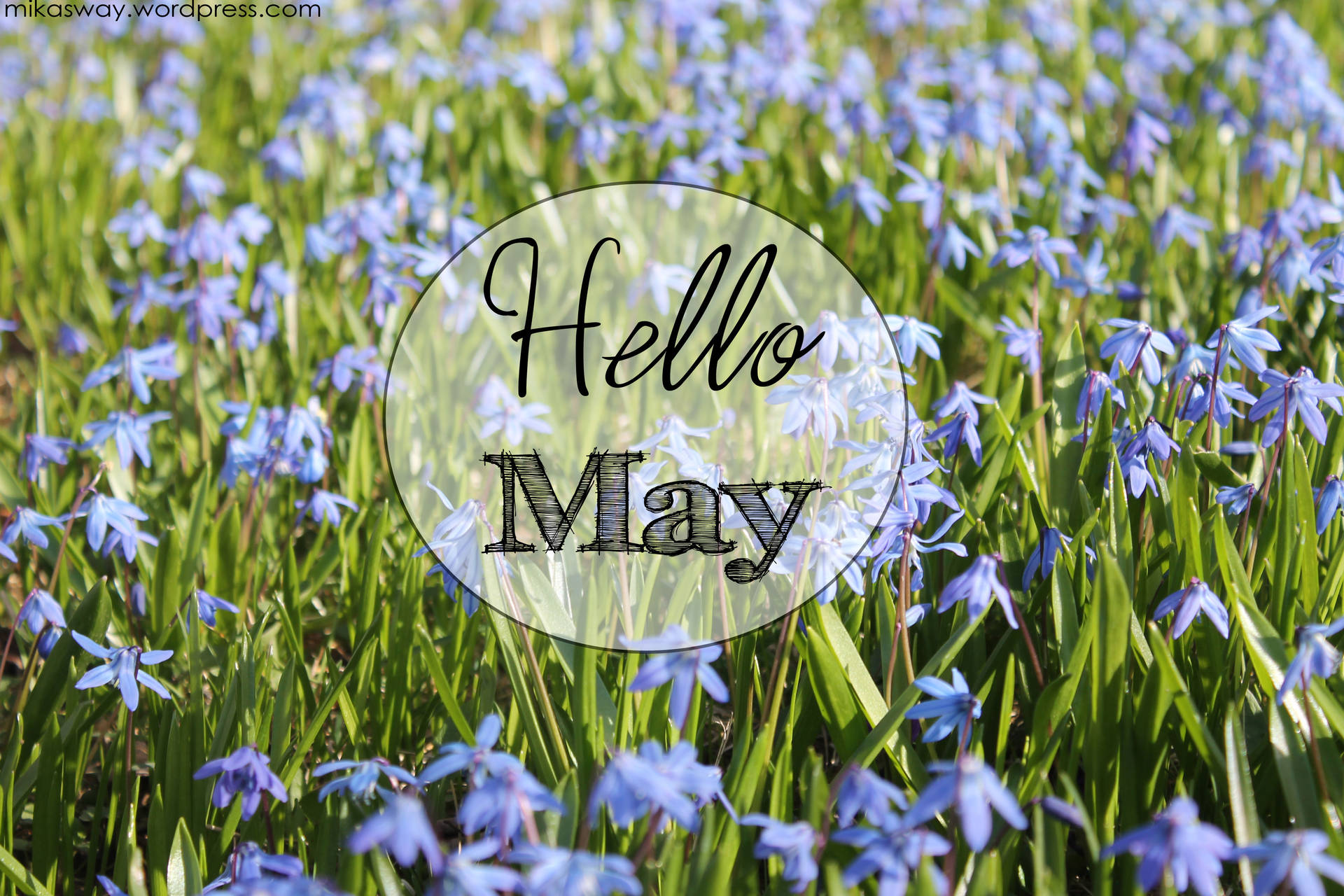 Welcome May - A Glimpse of Spring in a Lily Field Wallpaper