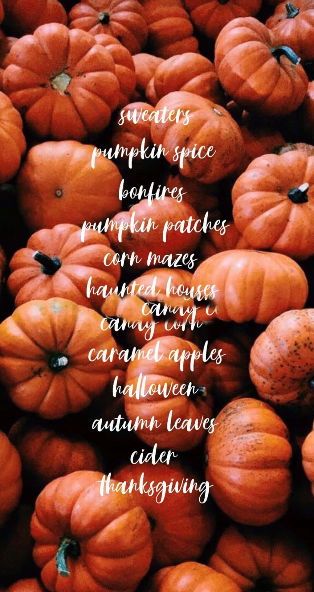 Celebrating Hello October with a Pumpkin Wallpaper