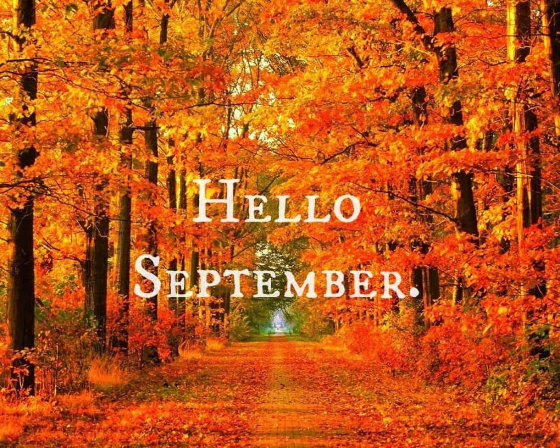 Hello September Greeting Autumn Tree On The Road Wallpaper