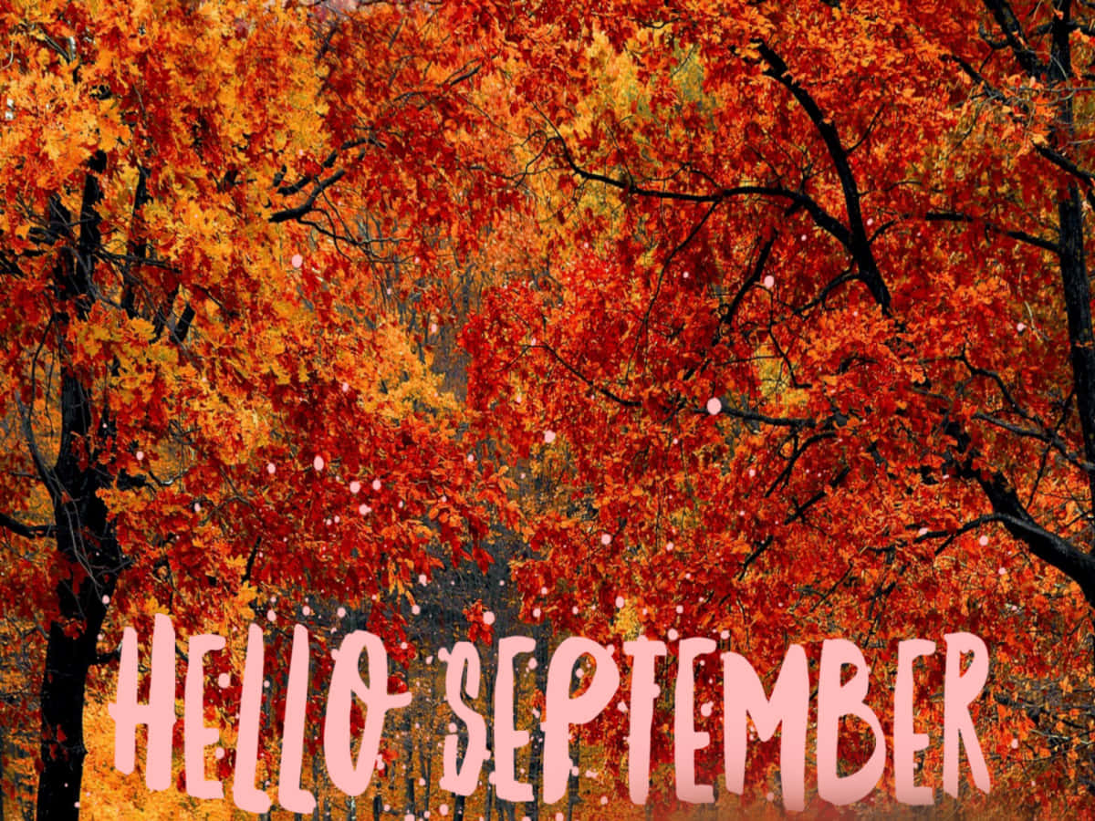 Autumn Trees With Hello September Short Greeting Wallpaper