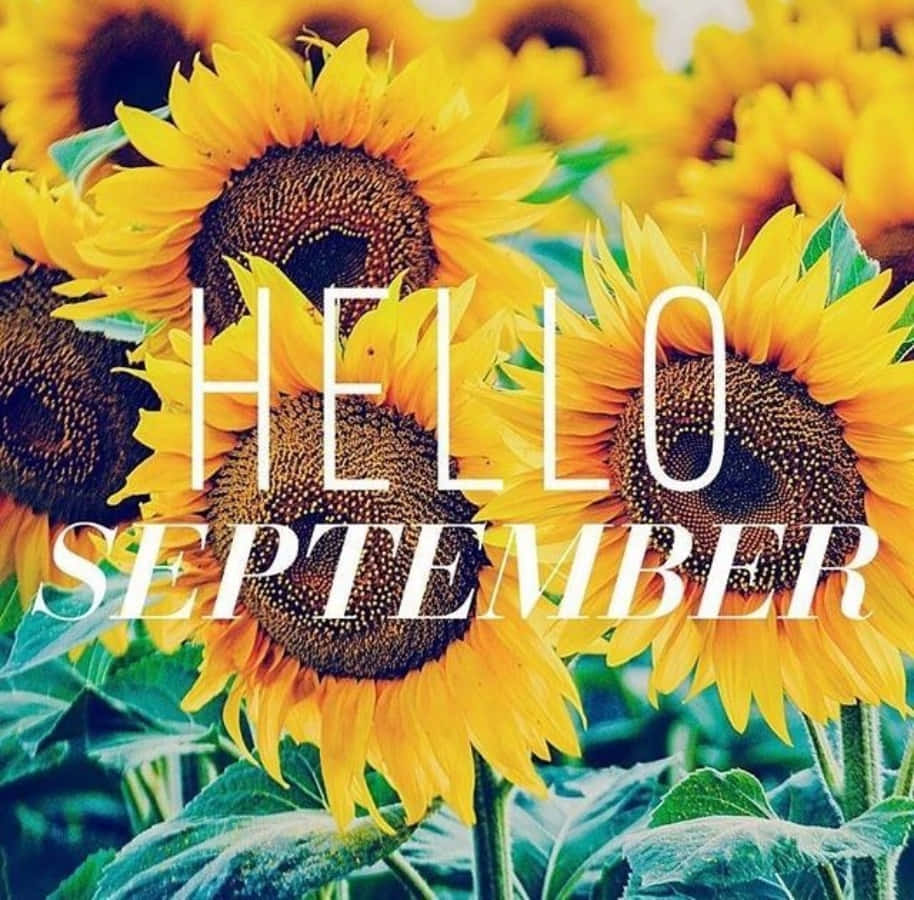 Sunflowers With Large Hello September Greeting Wallpaper