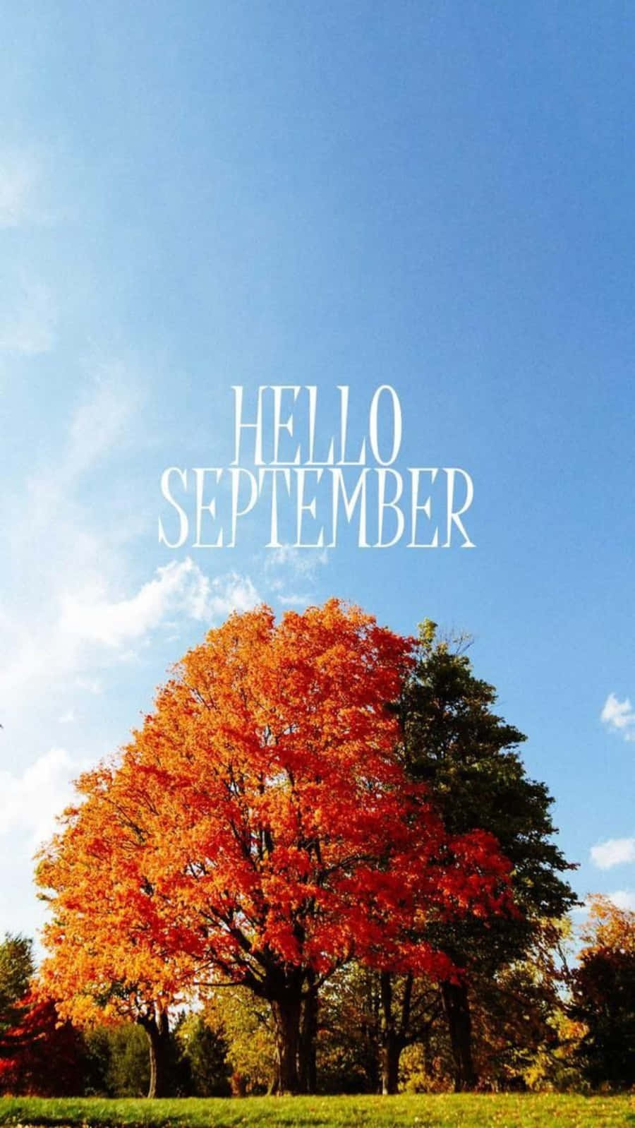 Big Autumn Tree With Hello September Greeting Wallpaper