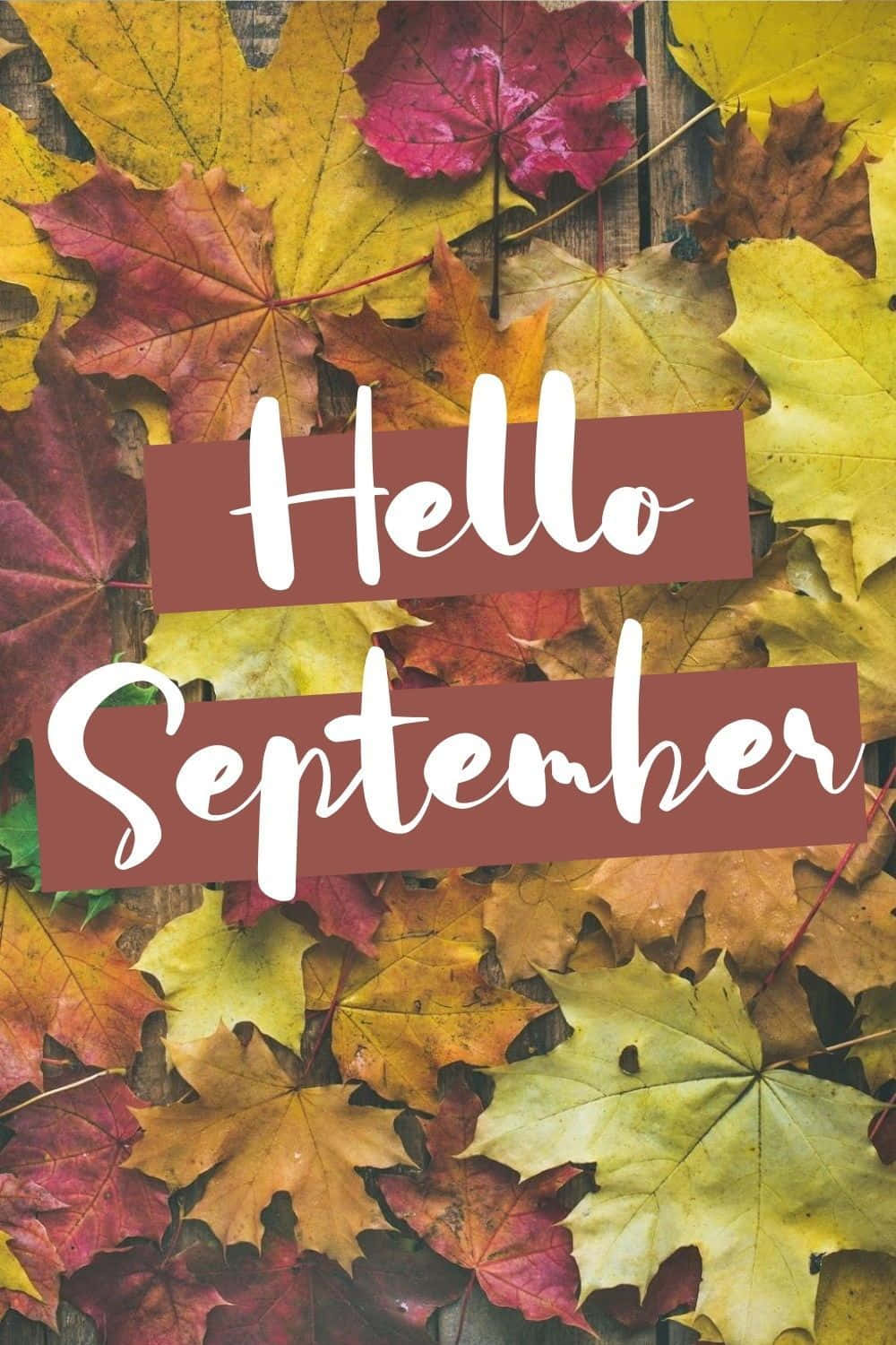 Autumn Leaves With Hello September Greeting Wallpaper