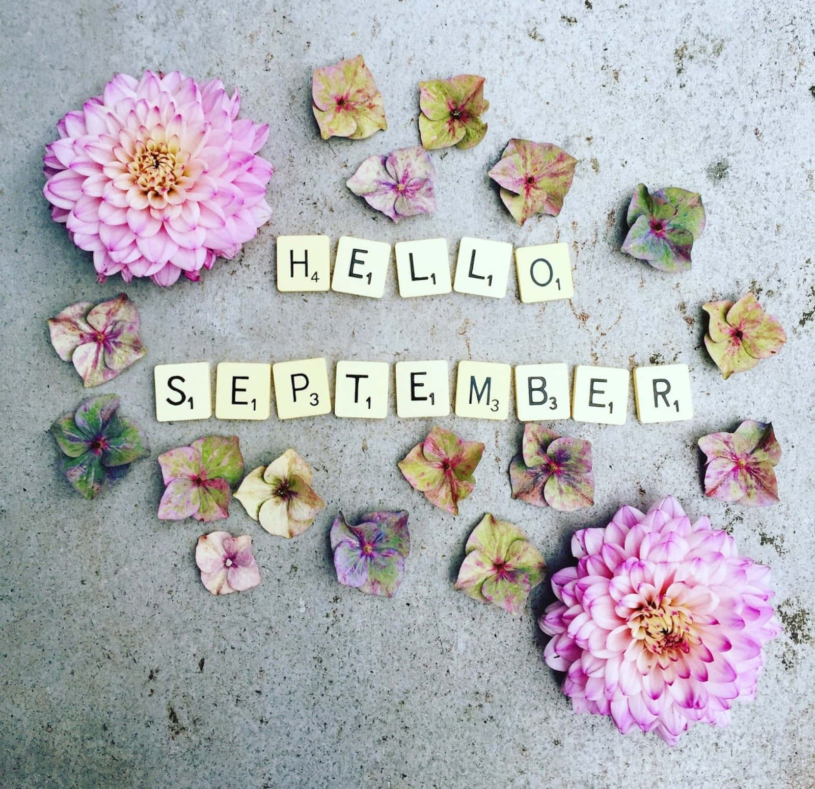 Hello September Alphabet With Flowers Wallpaper