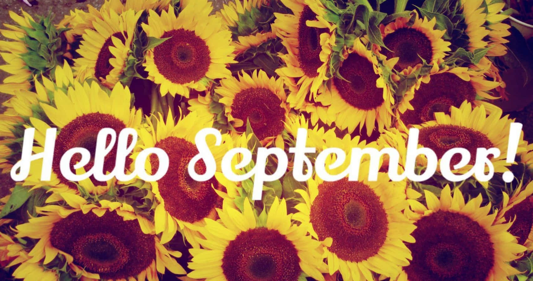 Hello September Greeting With Sunflower Wallpaper