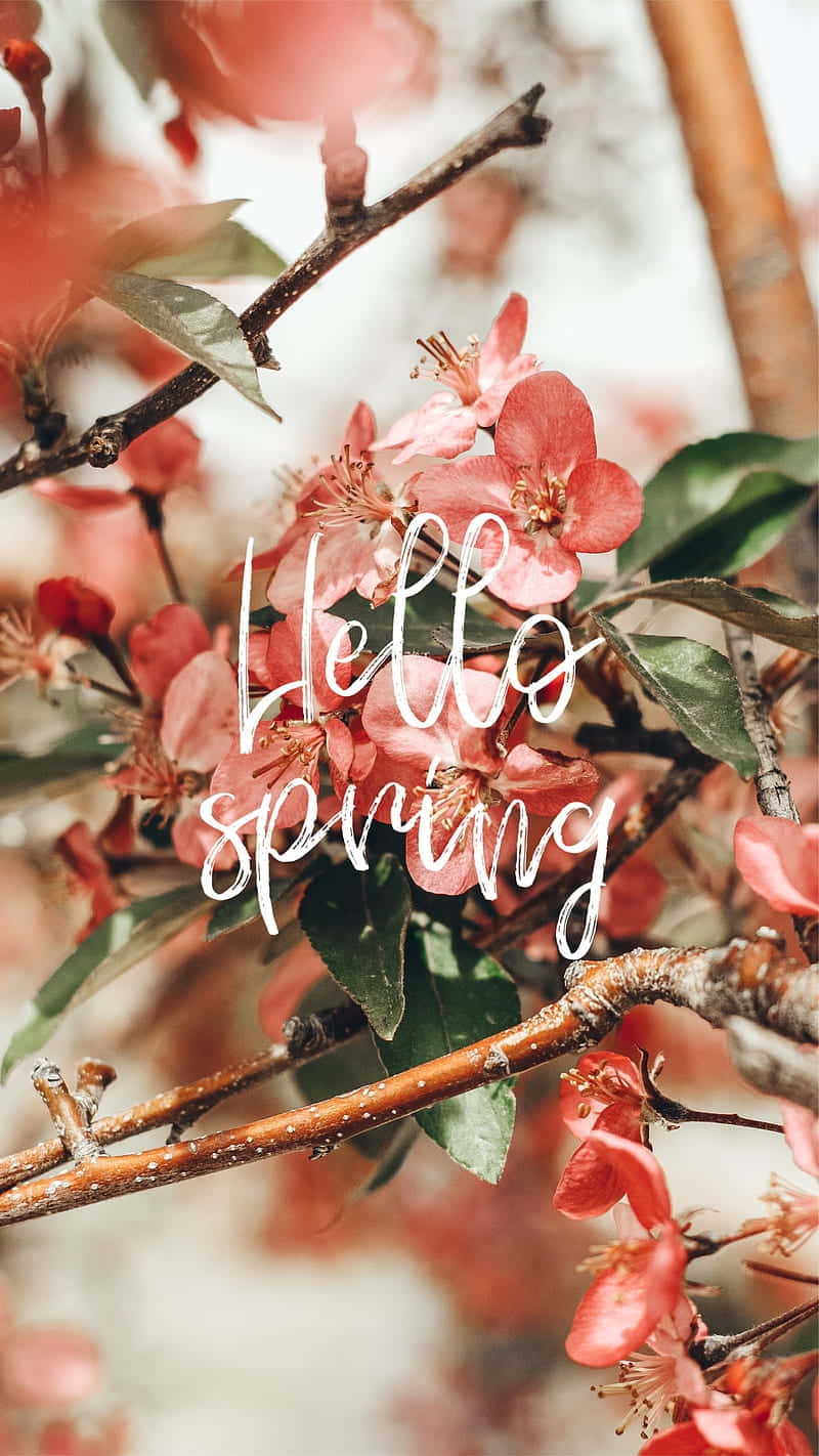 Hello Spring Blossoms Wallpaper