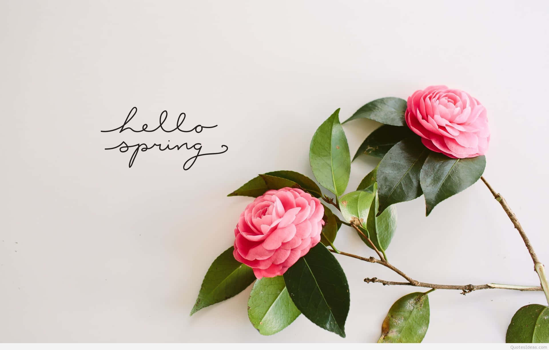 Hello Spring Camellia Flowers Wallpaper