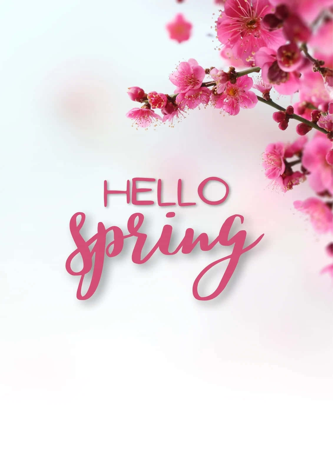 Hello Spring Pink Blossoms Wallpaper