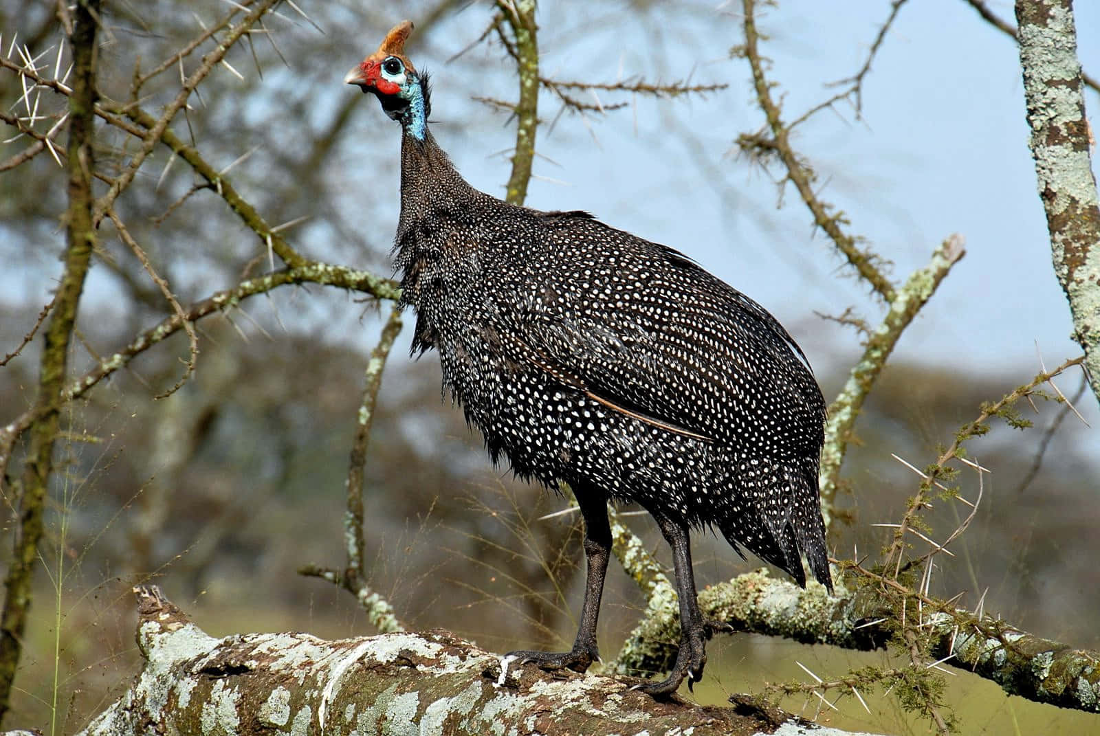 Helmeted Guineafowlin Natural Habitat.jpg Wallpaper