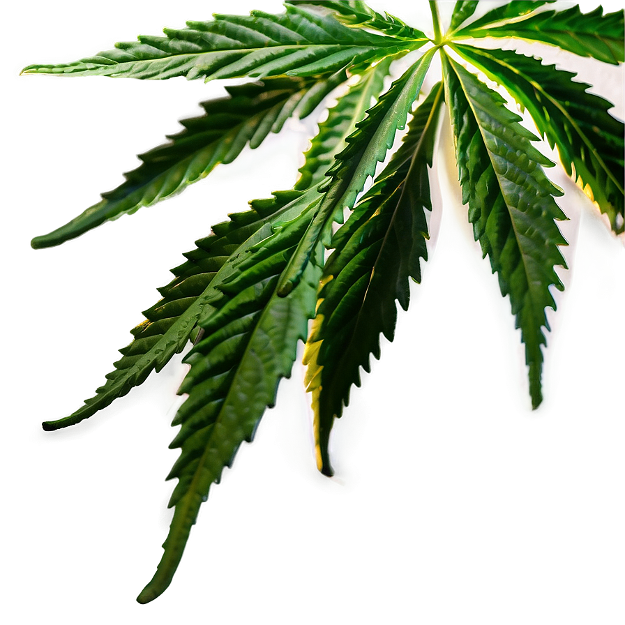 Hemp Leaf Closeup Png Fct83 PNG