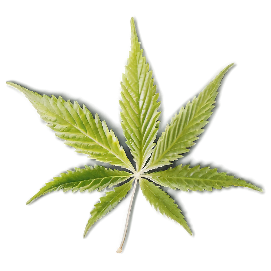 Download Hemp Leaf Closeup Png Ldh | Wallpapers.com