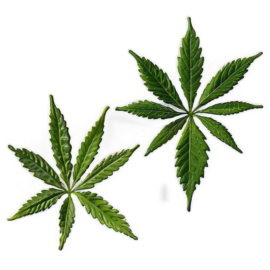 Hemp Leaf Closeup Png Ryu PNG