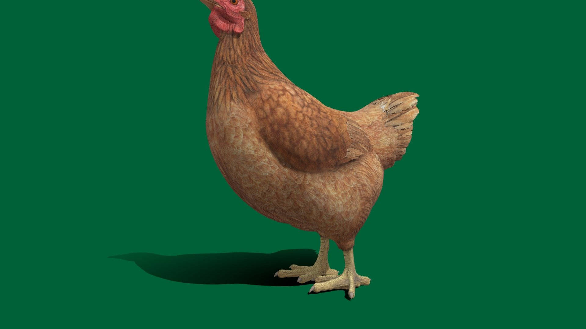 Hen In Green Wallpaper