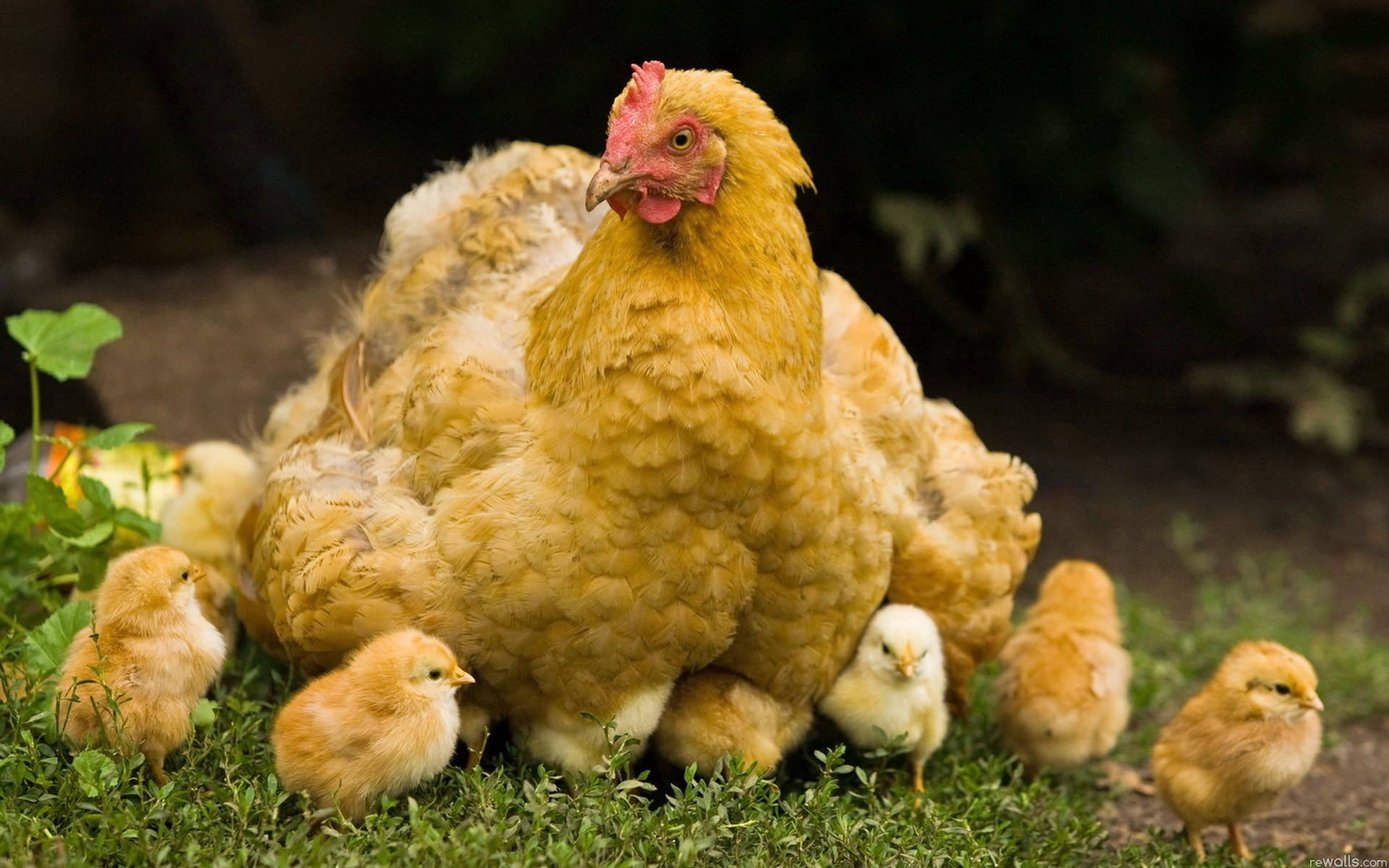 Mother Hen Guiding Her Chicks Wallpaper