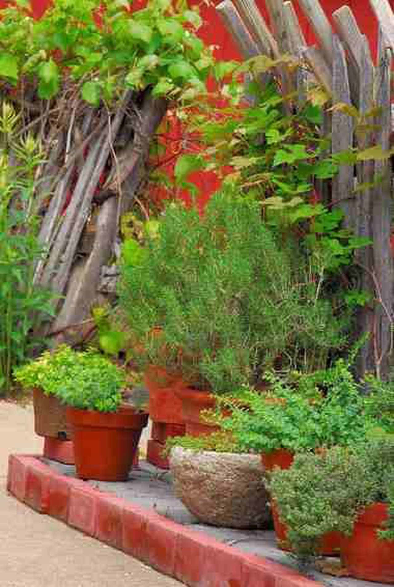Lush Homegrown Herb Garden Wallpaper