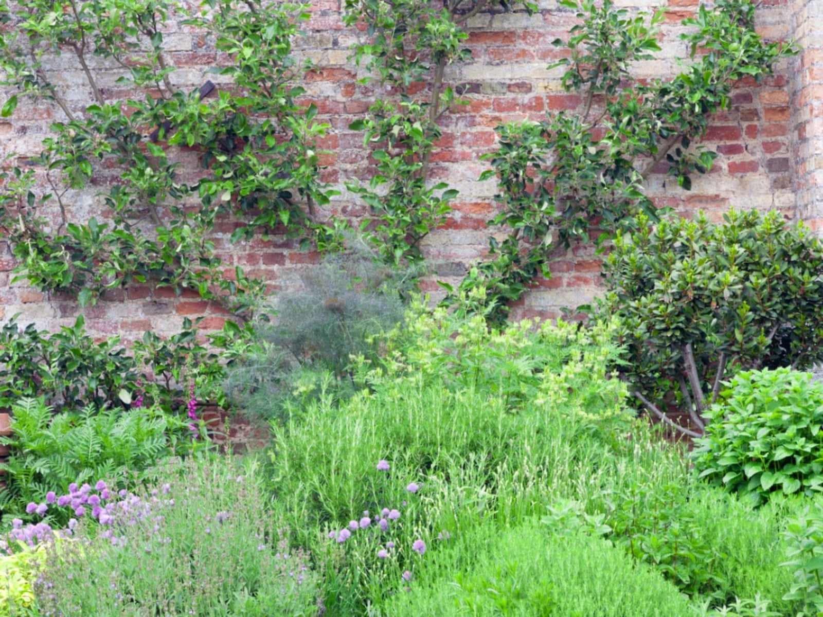 Lush Herb Garden in Full Bloom Wallpaper