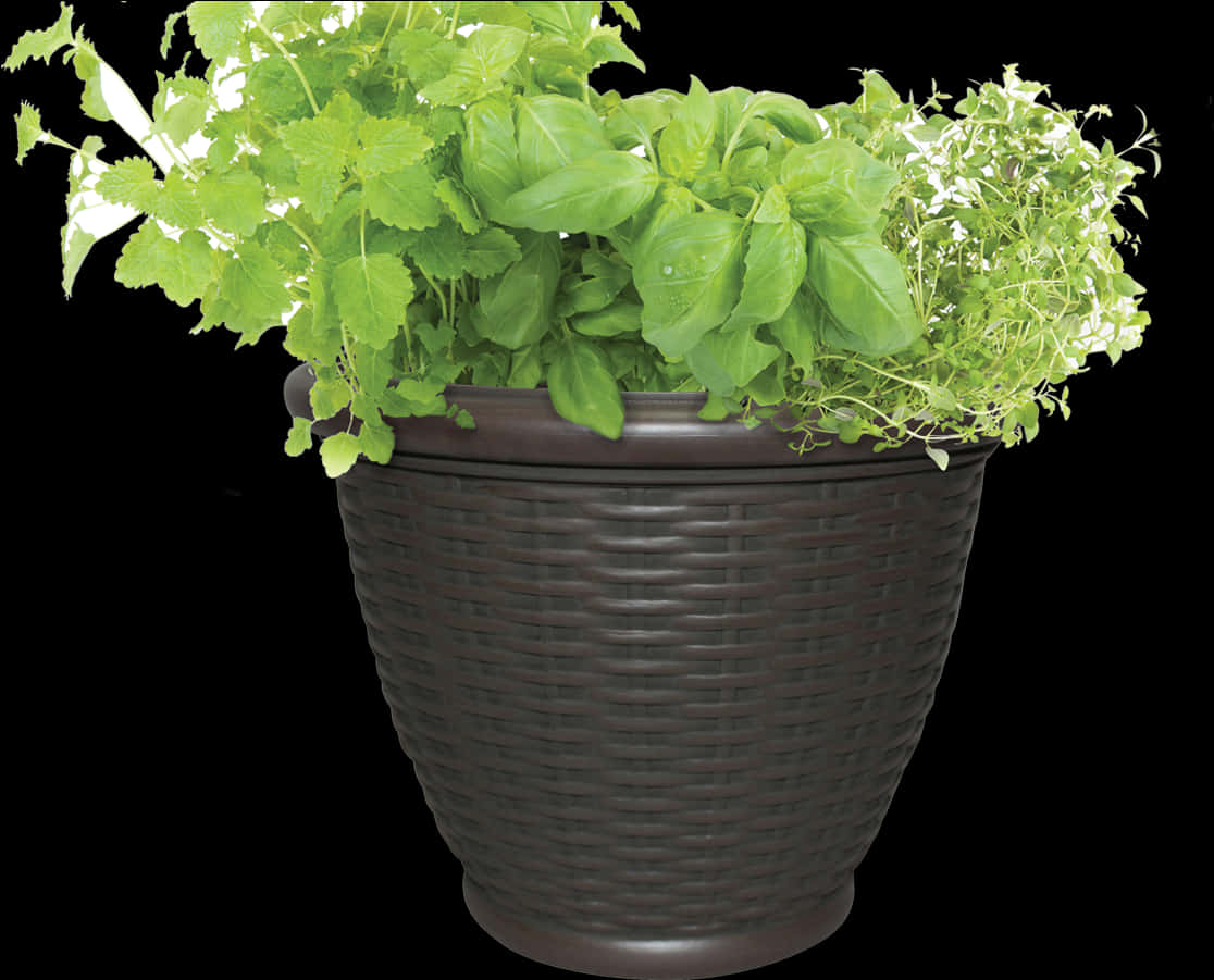 Herb Gardenin Brown Flower Pot PNG