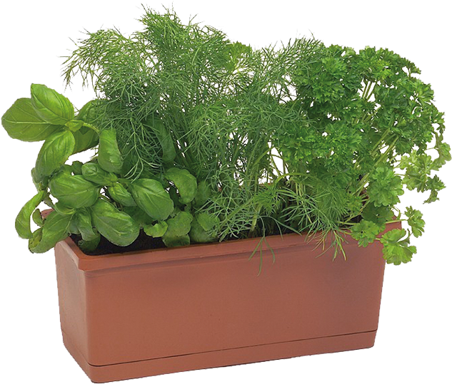 Herb Gardenin Rectangular Planter PNG