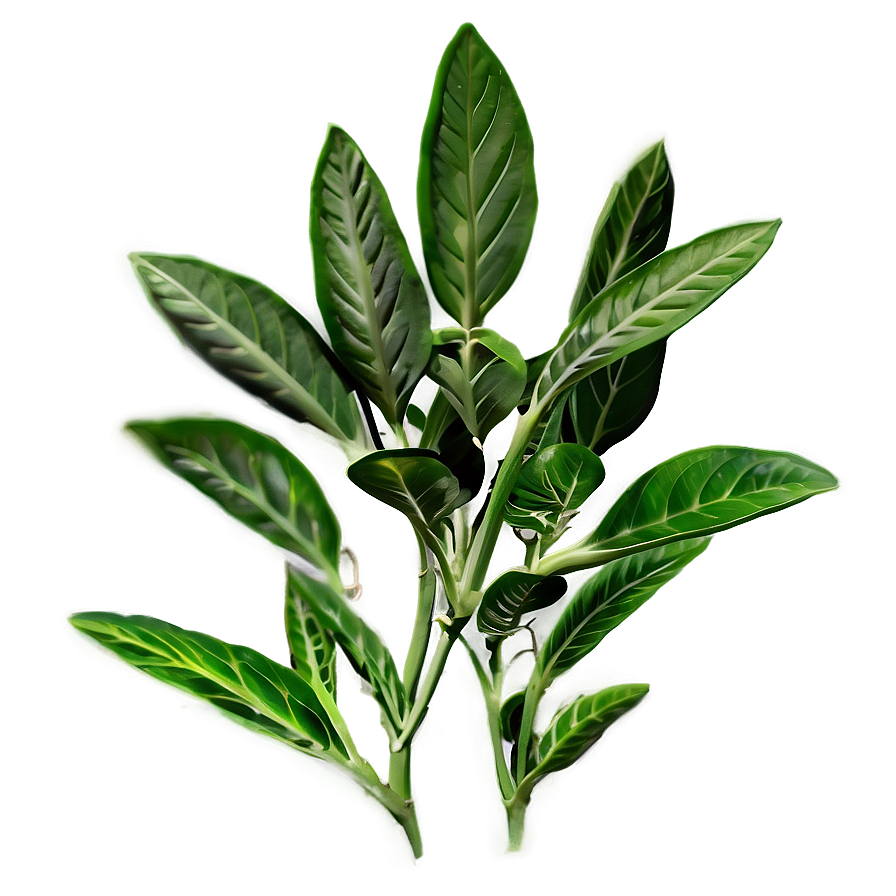 Herbal Plant Png Mwi PNG