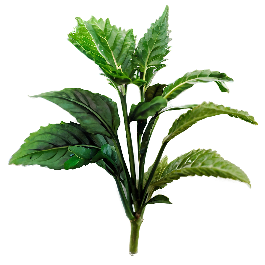 Herbal Plants Png Mjk45 PNG