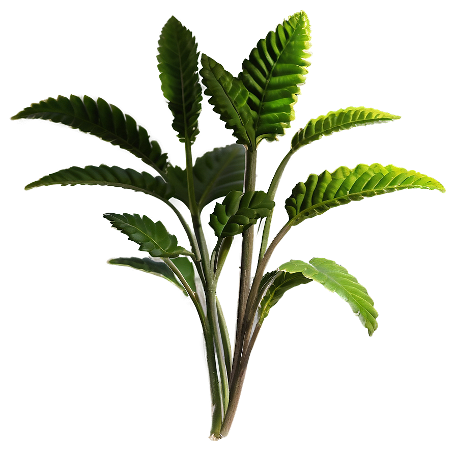 Herbal Plants Png Ren PNG