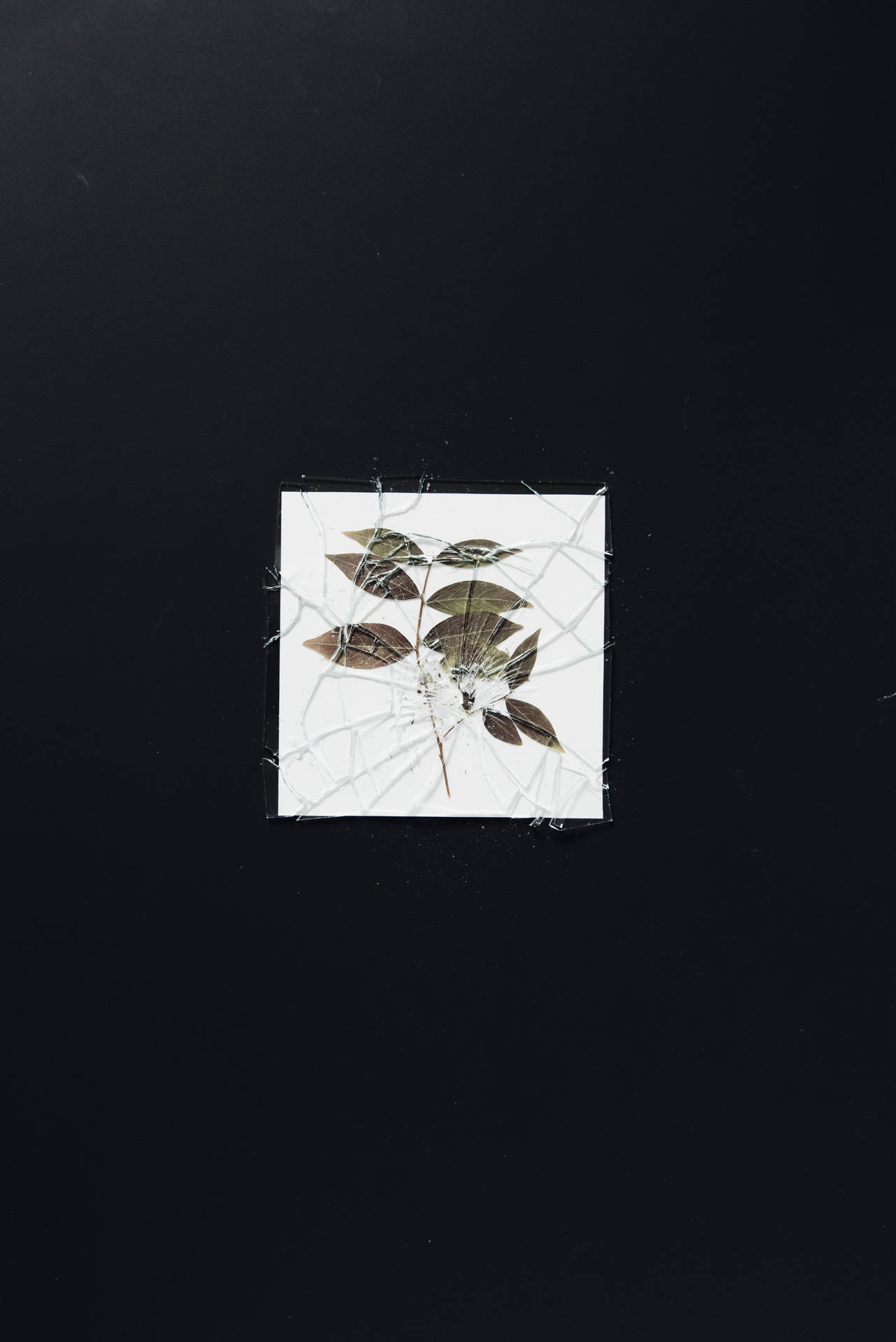 Herbarium Plante Med Brudt Ramme Wallpaper