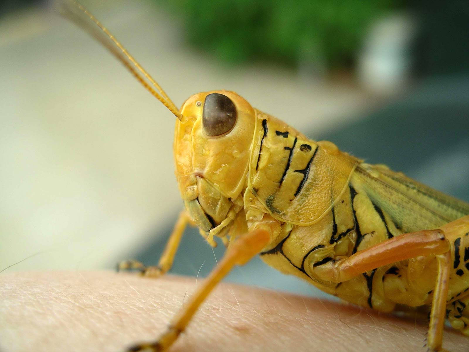 Græshoppe med herbivor insekter digitalt printet tapet Wallpaper