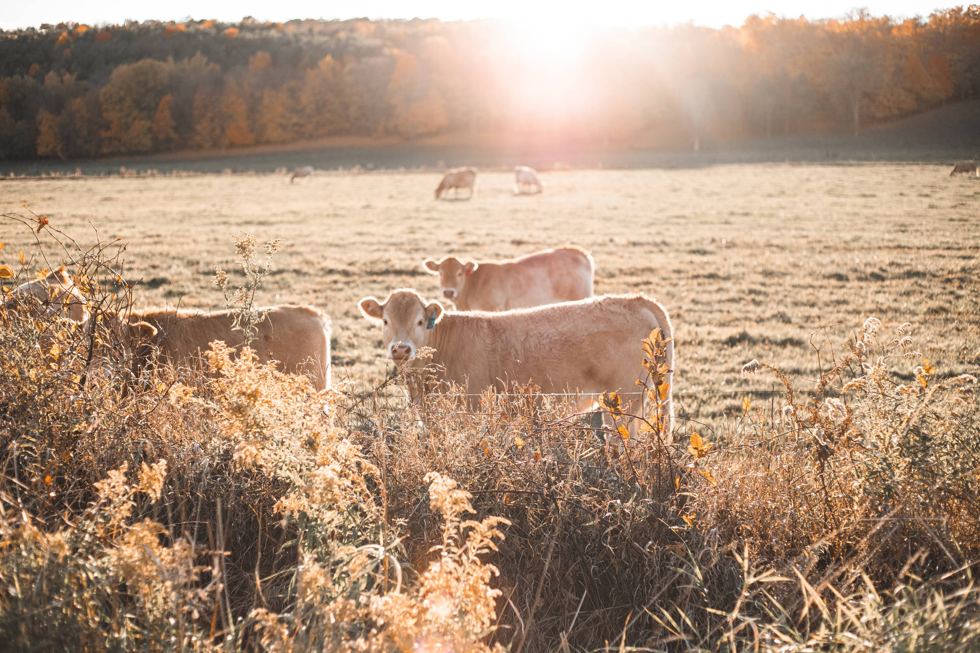 Idyllic Scene of Herd of Cows at Sunrise Wallpaper