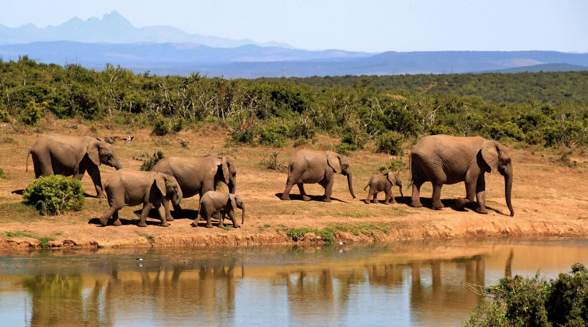 Herd Of Elephants Africa 4K Wallpaper