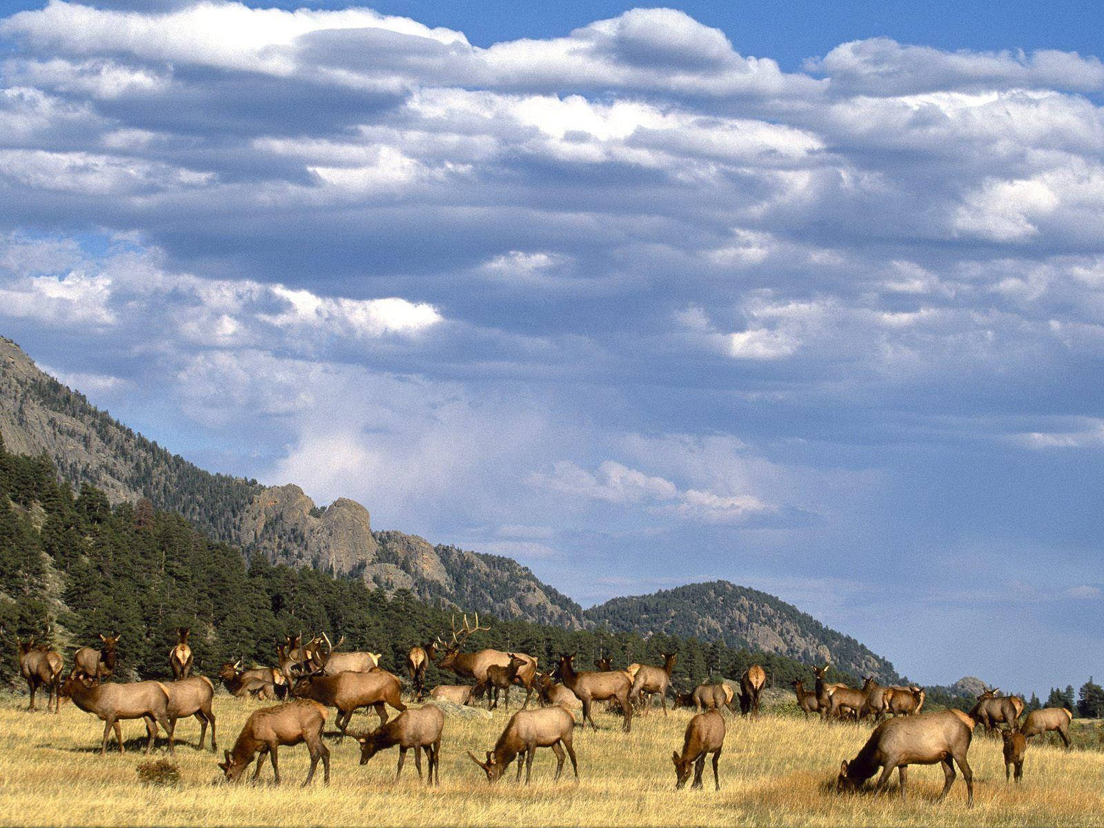 Herd Of Elk Eating Wallpaper