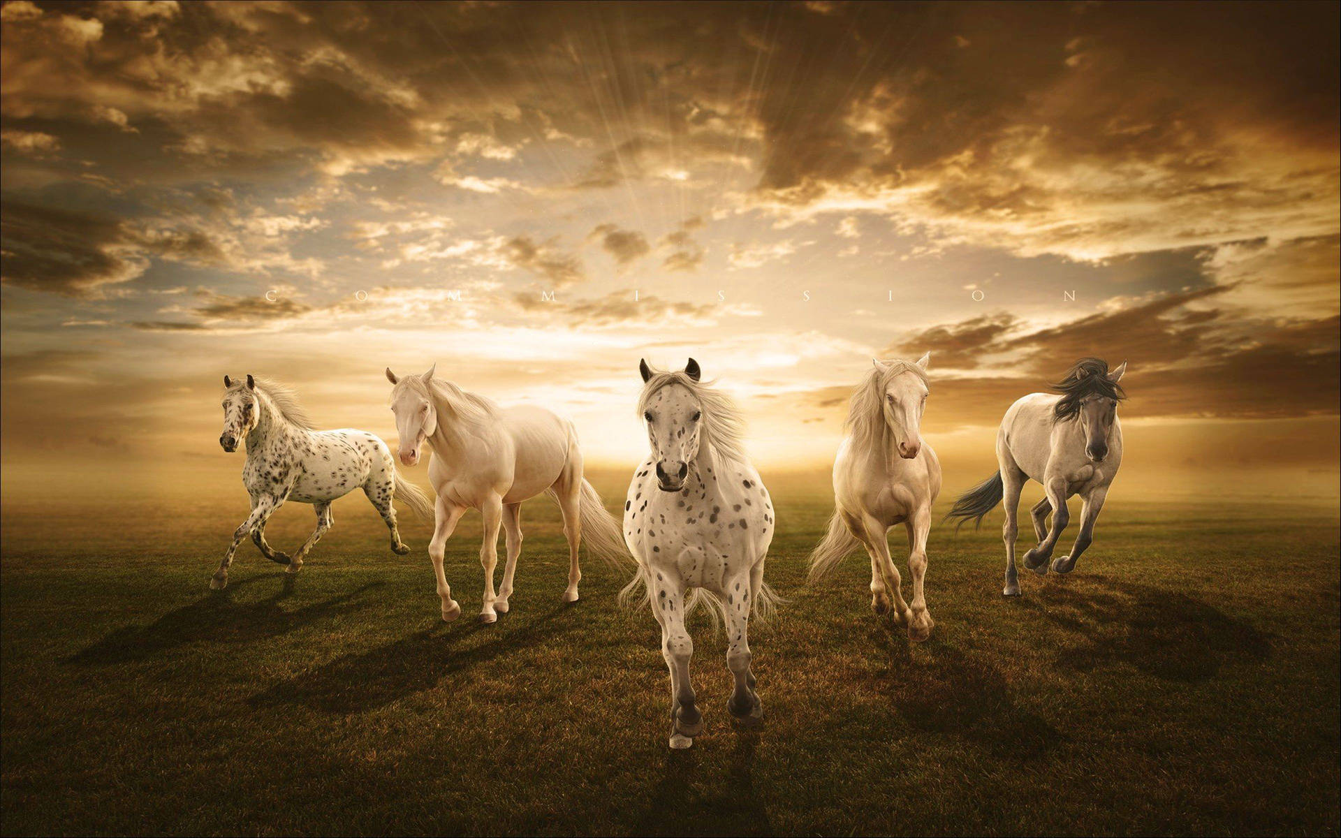 Flok Af Galopperende Hvide Heste Wallpaper