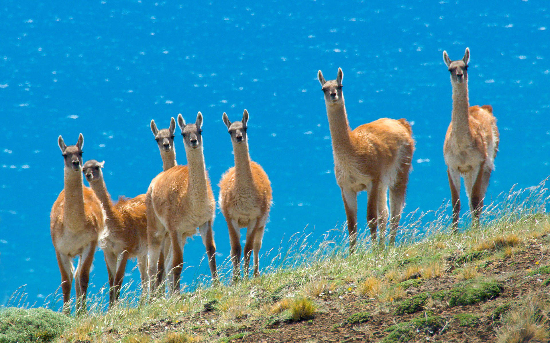Herd Of Llamas Wallpaper