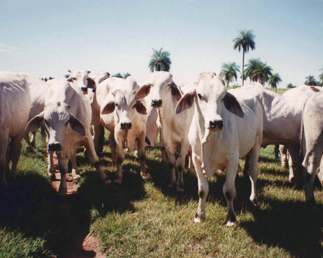 A herd of Nelore Zebu cattle grazing in the field Wallpaper