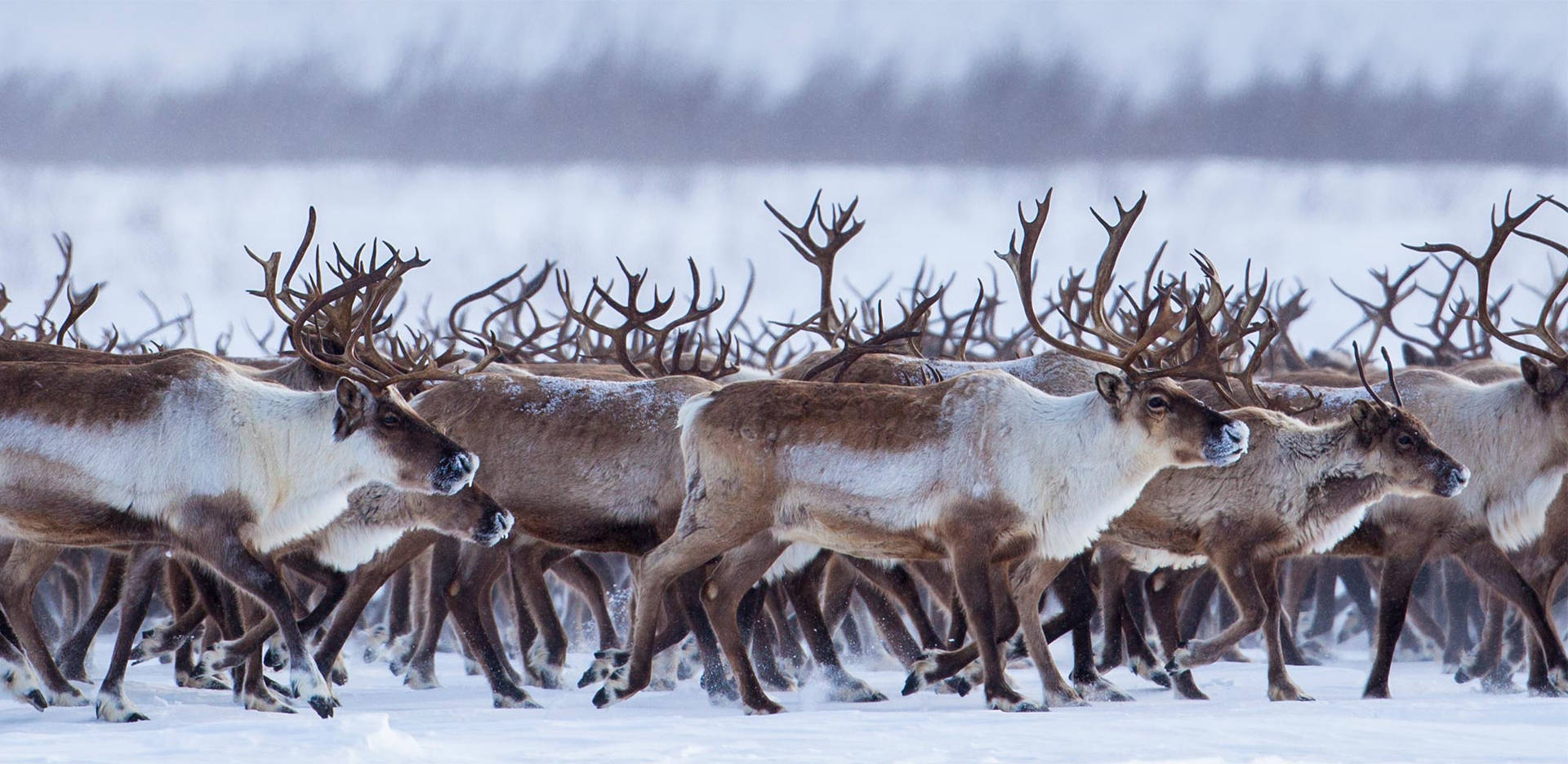 Herd Of Reindeer Wallpaper
