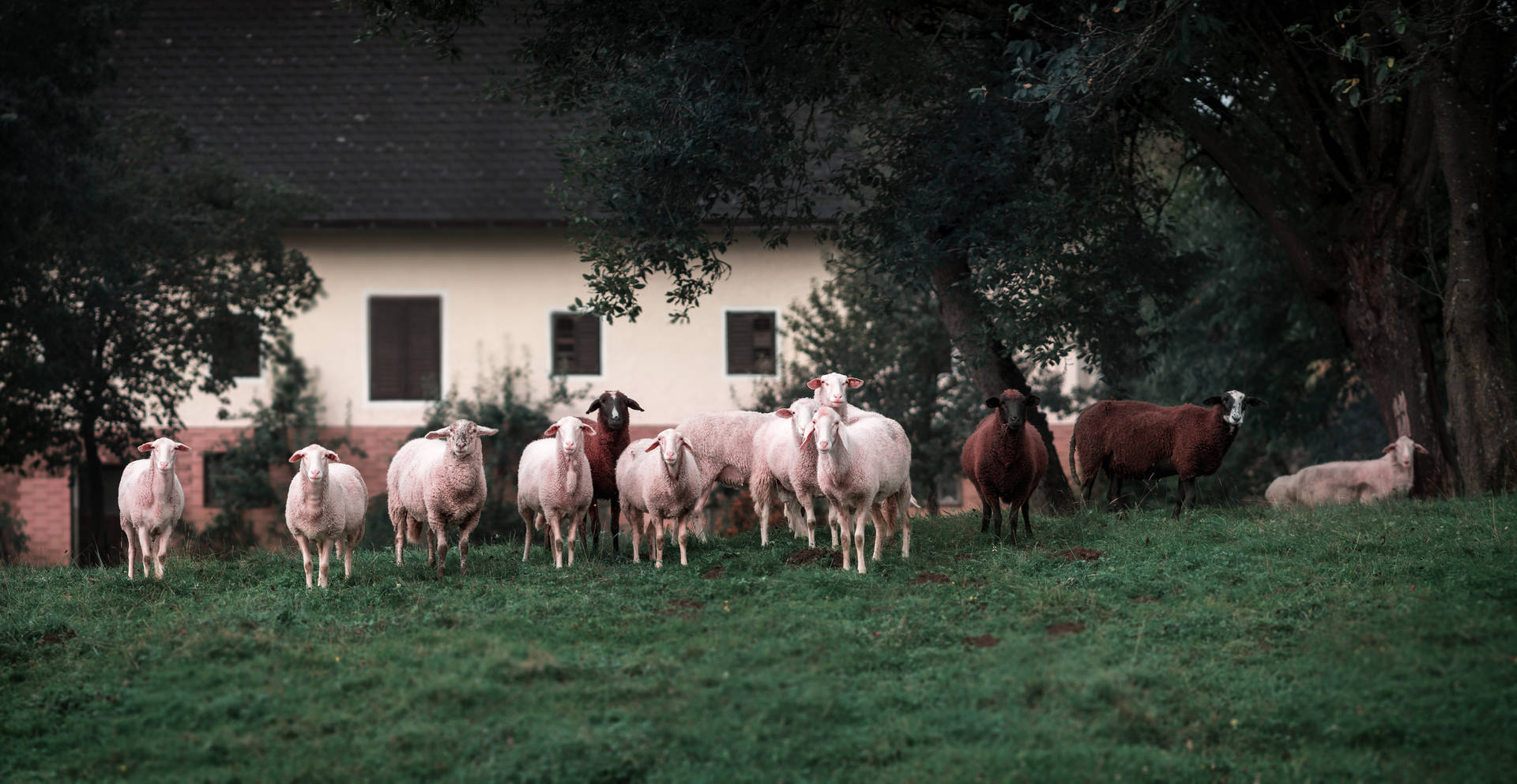 Herd Of Sheep In Backyard