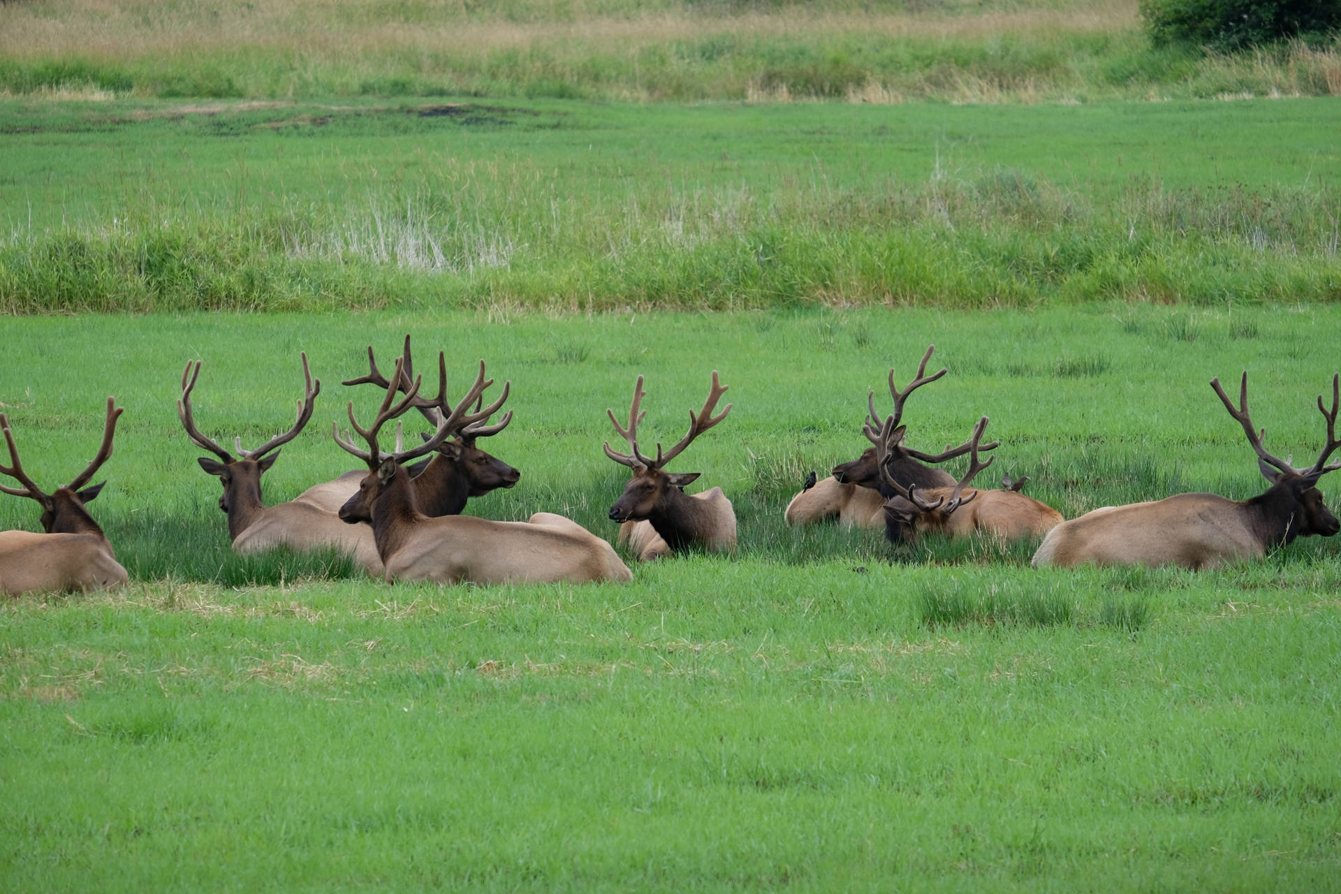 Herd Of Stags Deer Hunting Wallpaper